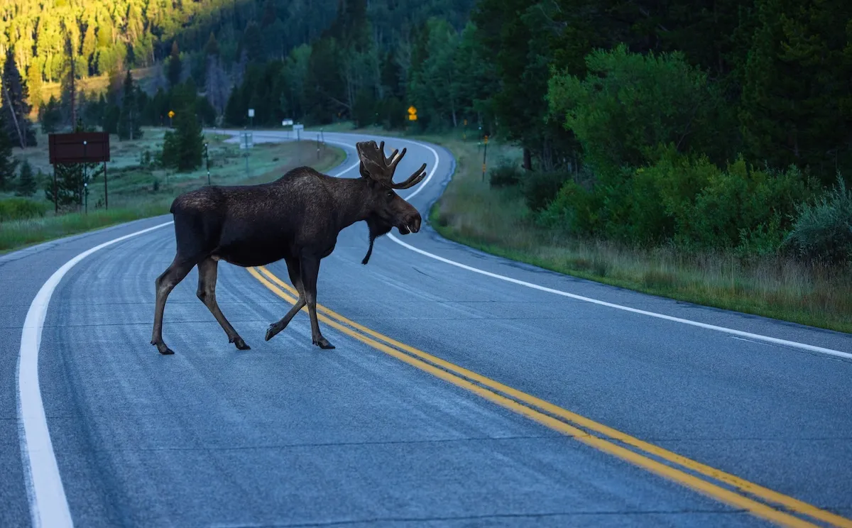 ‘Only in Alaska’: Bull Moose Passes Motorcycle on Highway