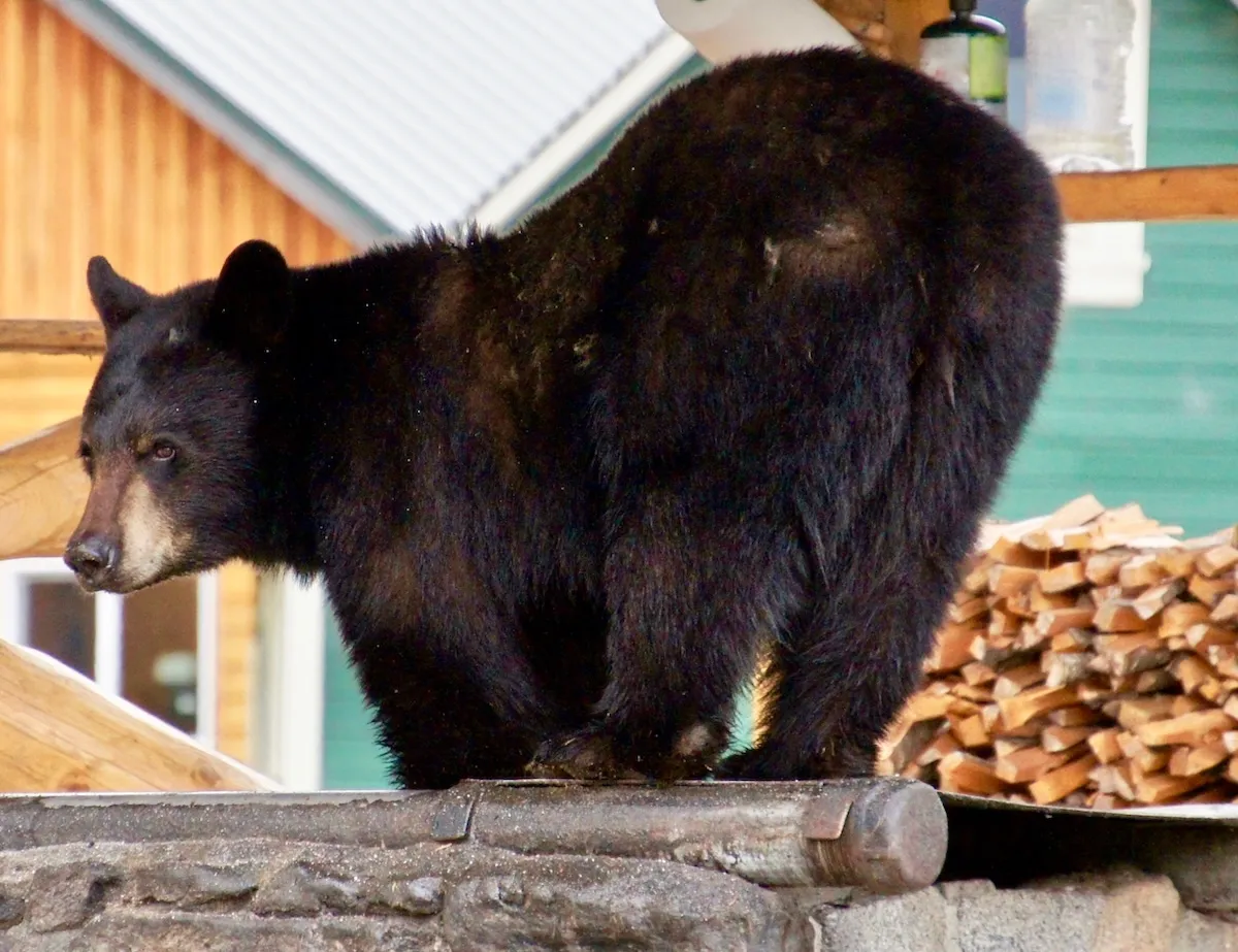 Bear Breaks Into Hotel in Juneau, Alaska (Video)