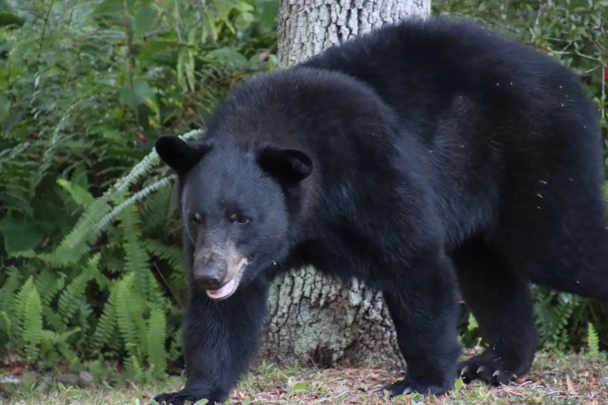 Viral Video: Bear Steals Watermelon From Parked Car