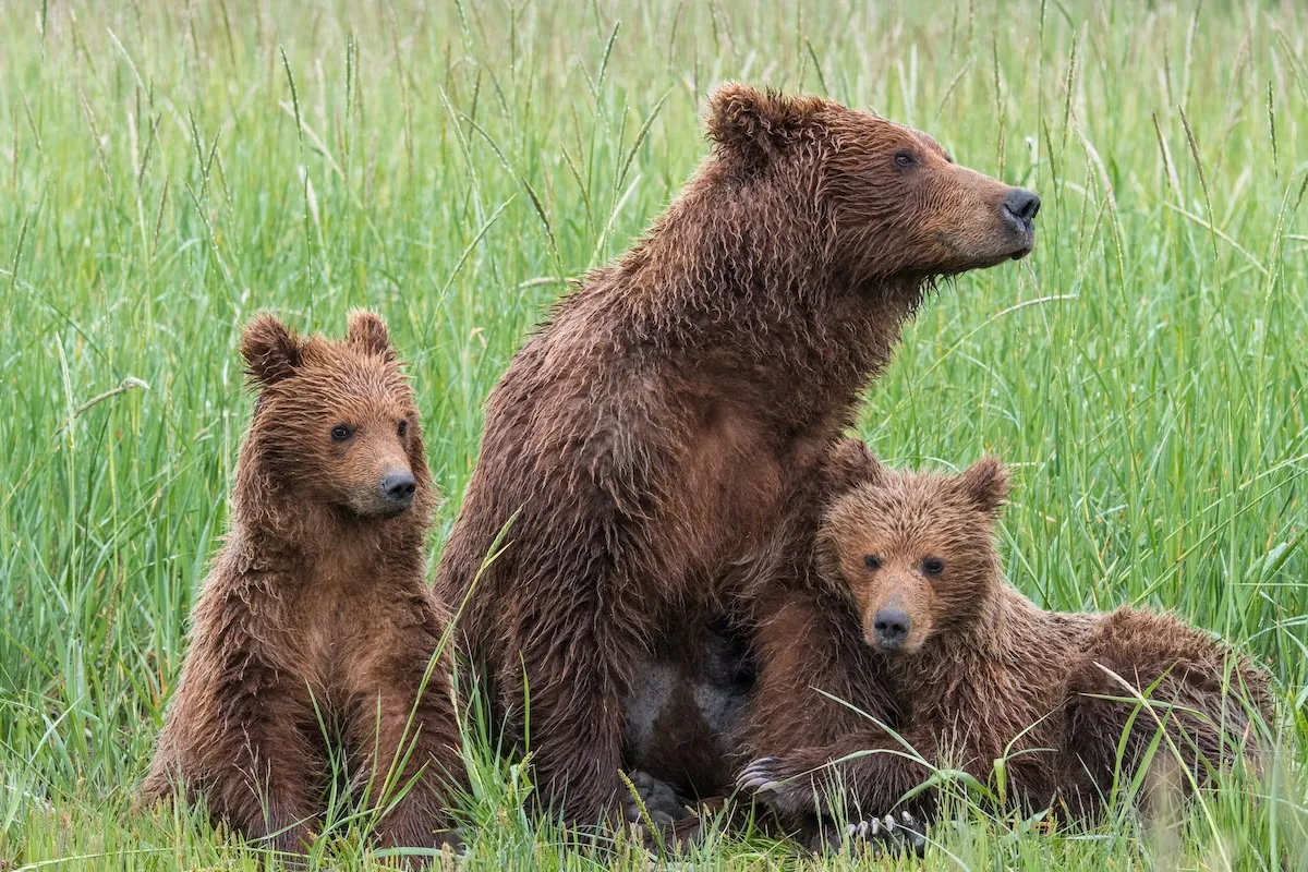 WATCH: Cute Bear Family Crossing in Wild Wyoming