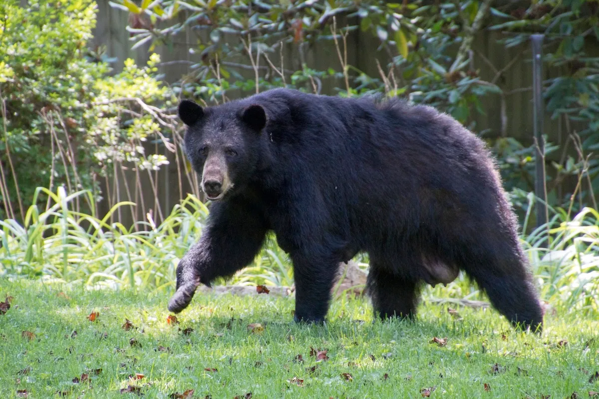 Large Bear and Family Dog Hang Out in Colorado Backyard