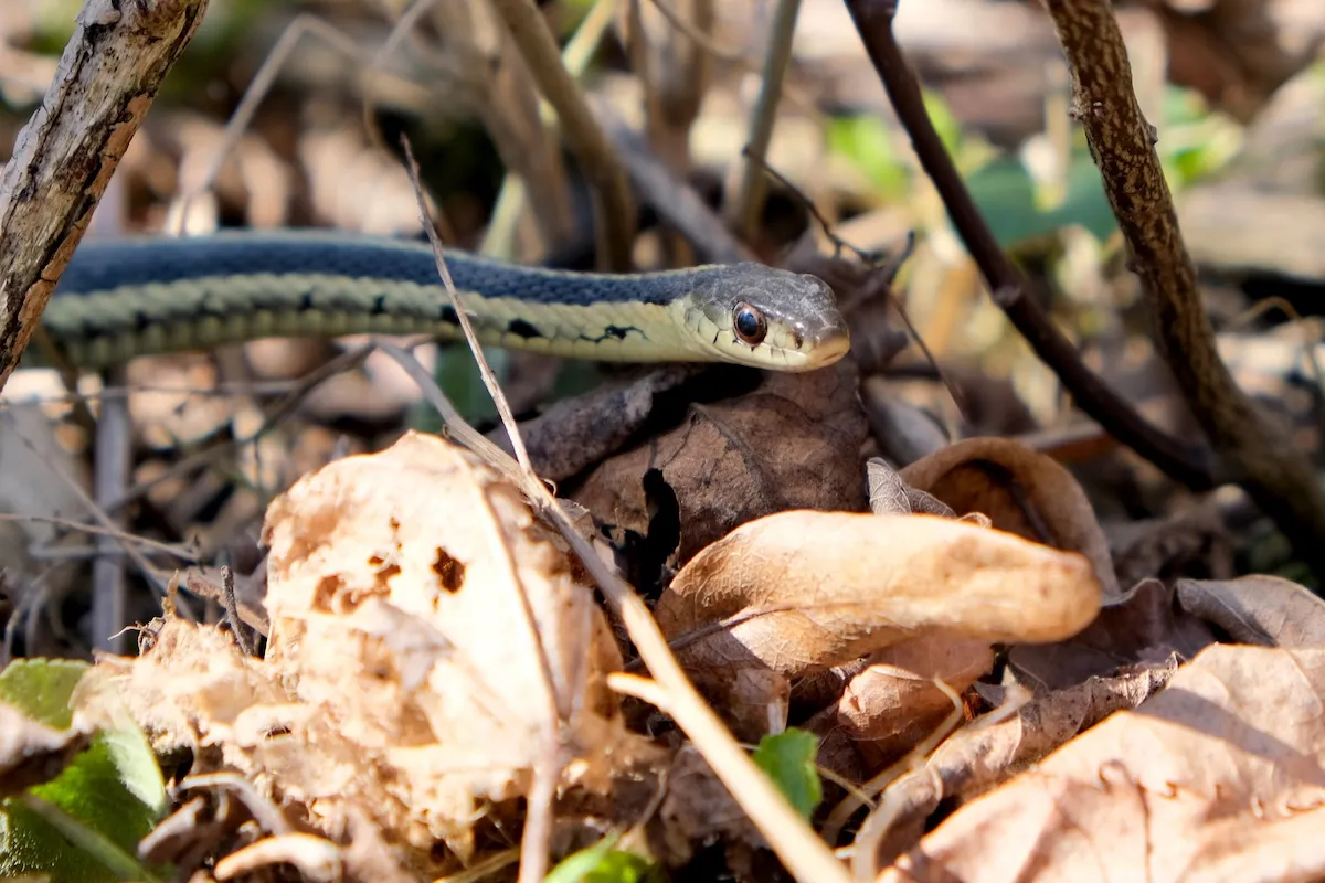 ‘Bro, There’s a Snake in the Beer’: Snake Hides in Coors Light Six Pack