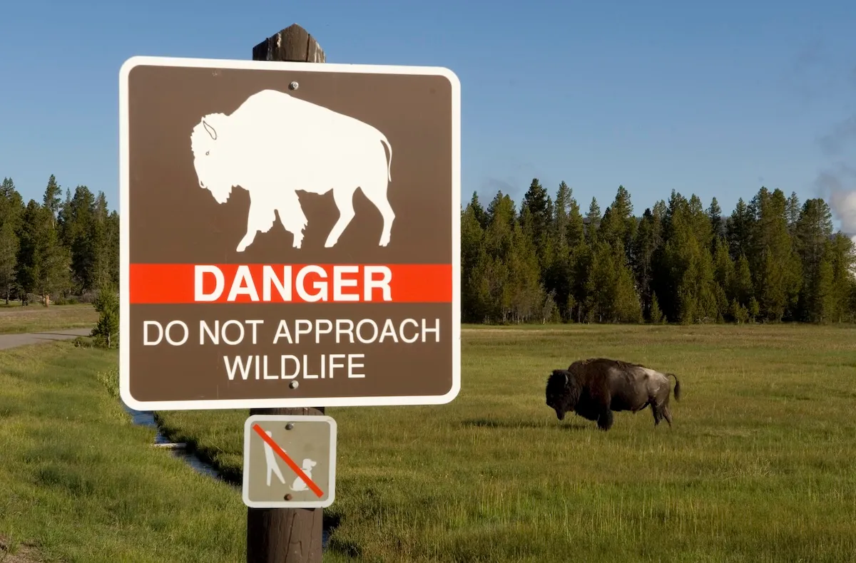 Yellowstone Bison Attack Victim Shares His Side of the Story