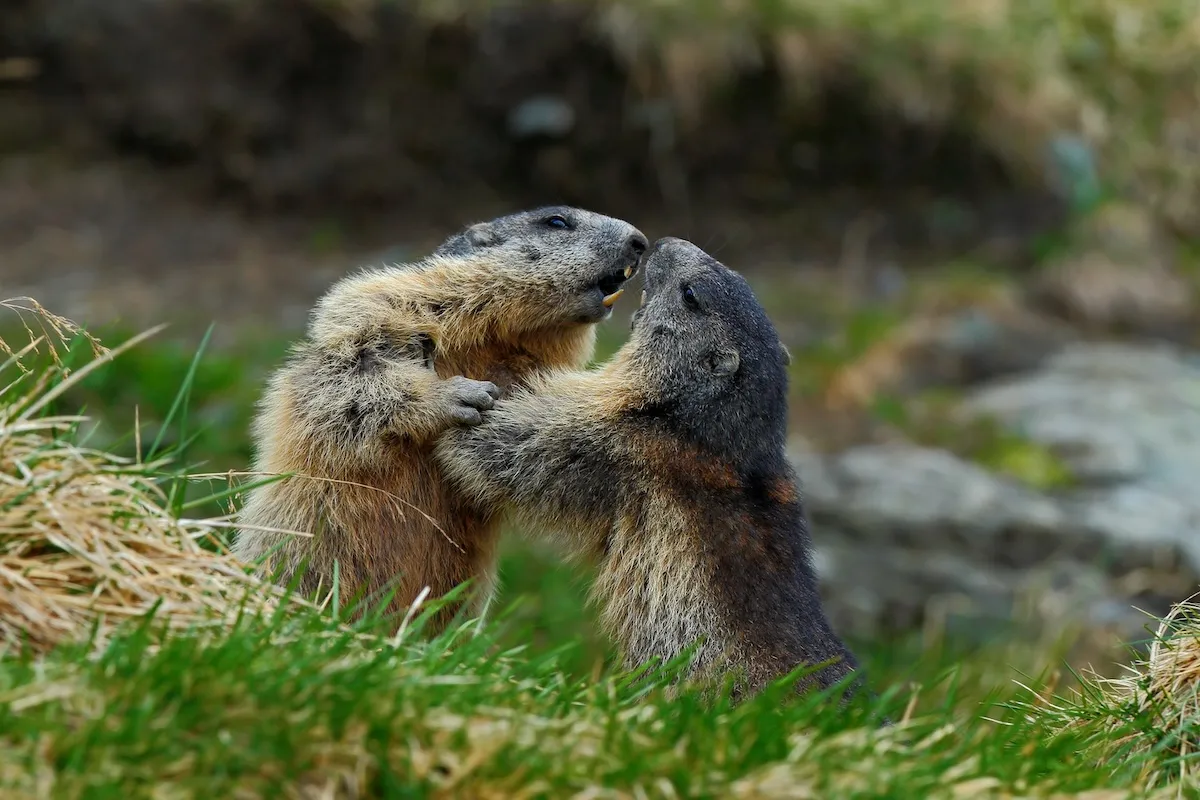 WATCH: Marmot Wrestling Match in Mt. Rainier National Park