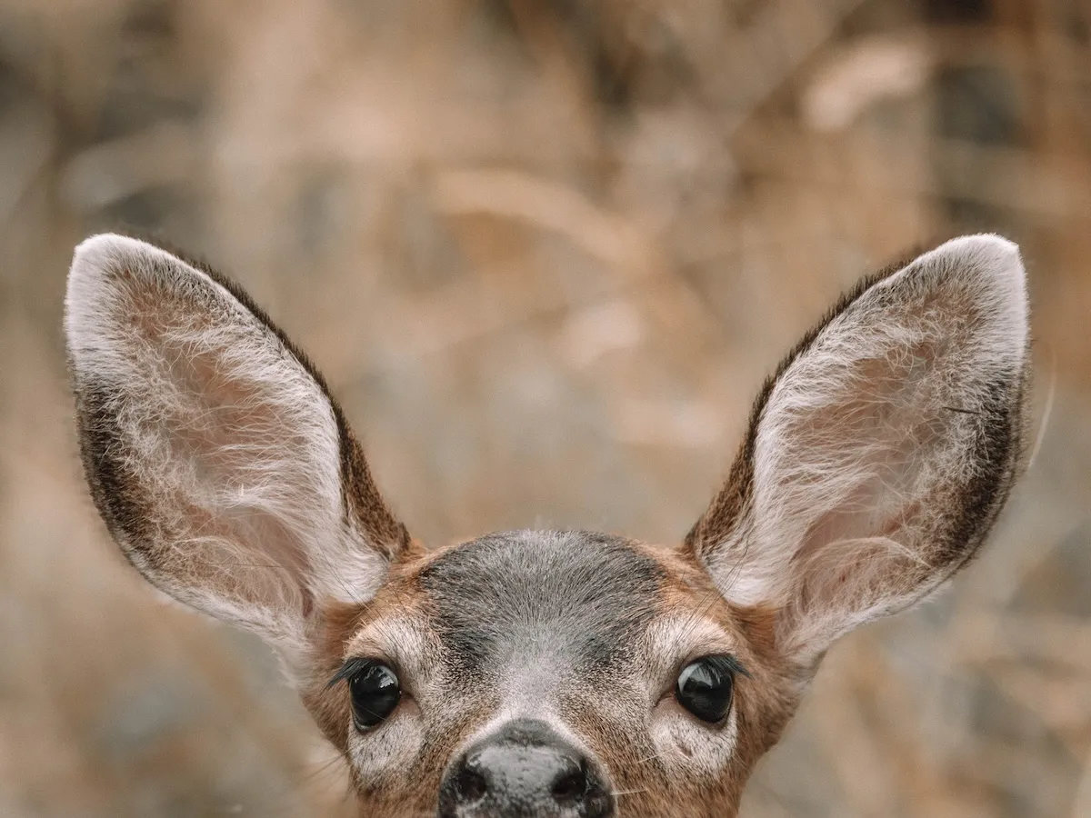 Caught on Trail Cam: Adorable Mule Deer Doe and Her Fawns