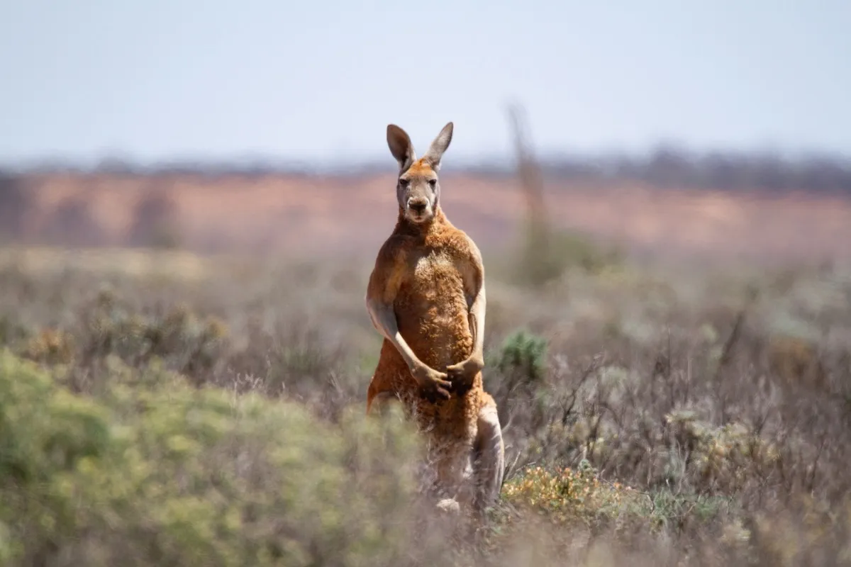 ‘Aussie Neighborhood Watch’: Kangaroos Block Sidewalk