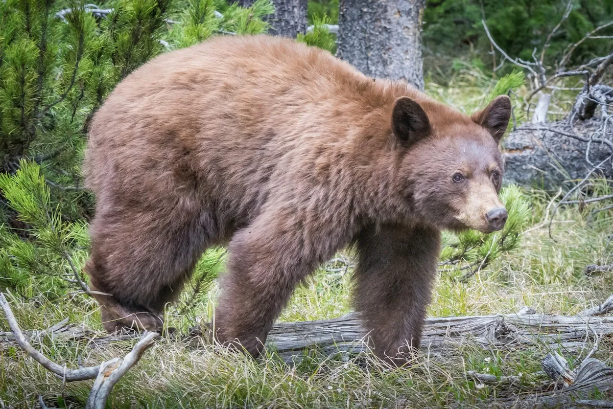 WATCH: Bear Caught Scratching Booty Against Tree in Colorado