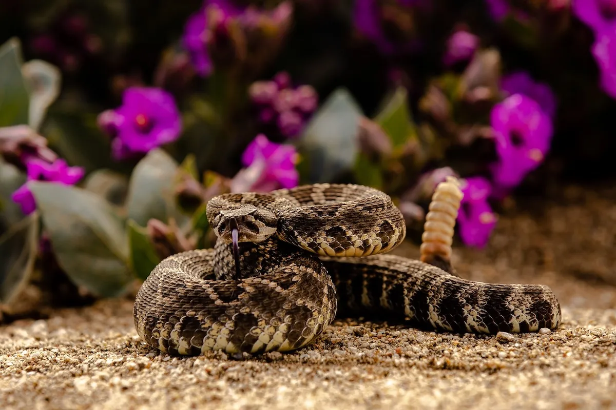 Security Cam Captures Rattlesnake Biting Woman in Her Garden