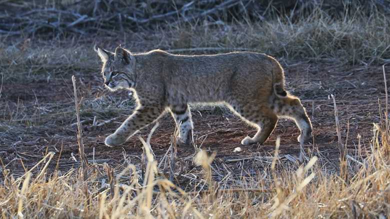 WATCH: A Bobcat Fights a Rattlesnake in Arizona