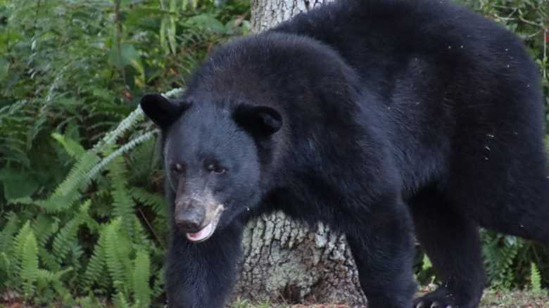 Colorado Man Finds Bear Eating His Lunch in His Truck (Video)