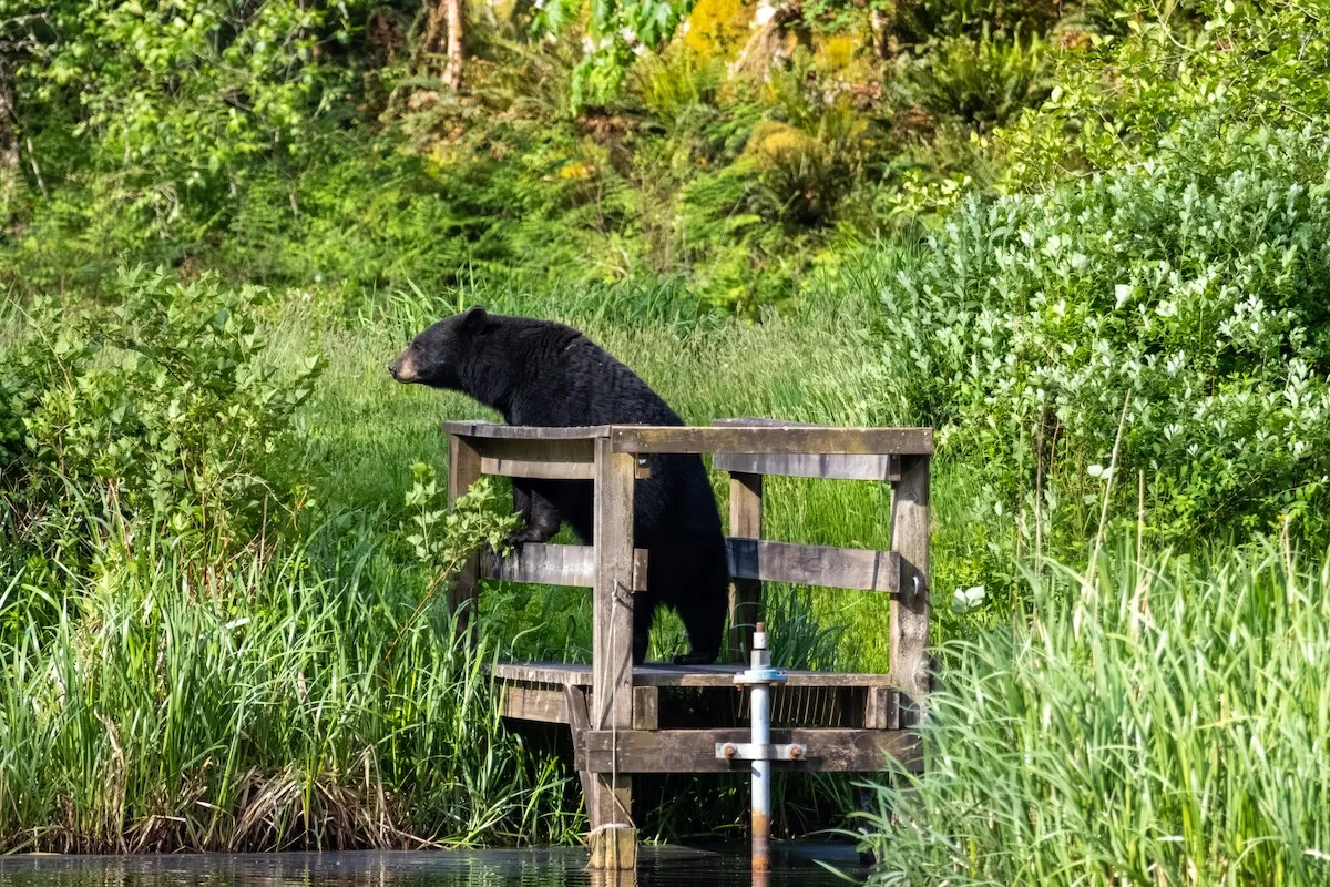 ‘Best Day of My Life’: Viral Coffinboarder Encounters Bear
