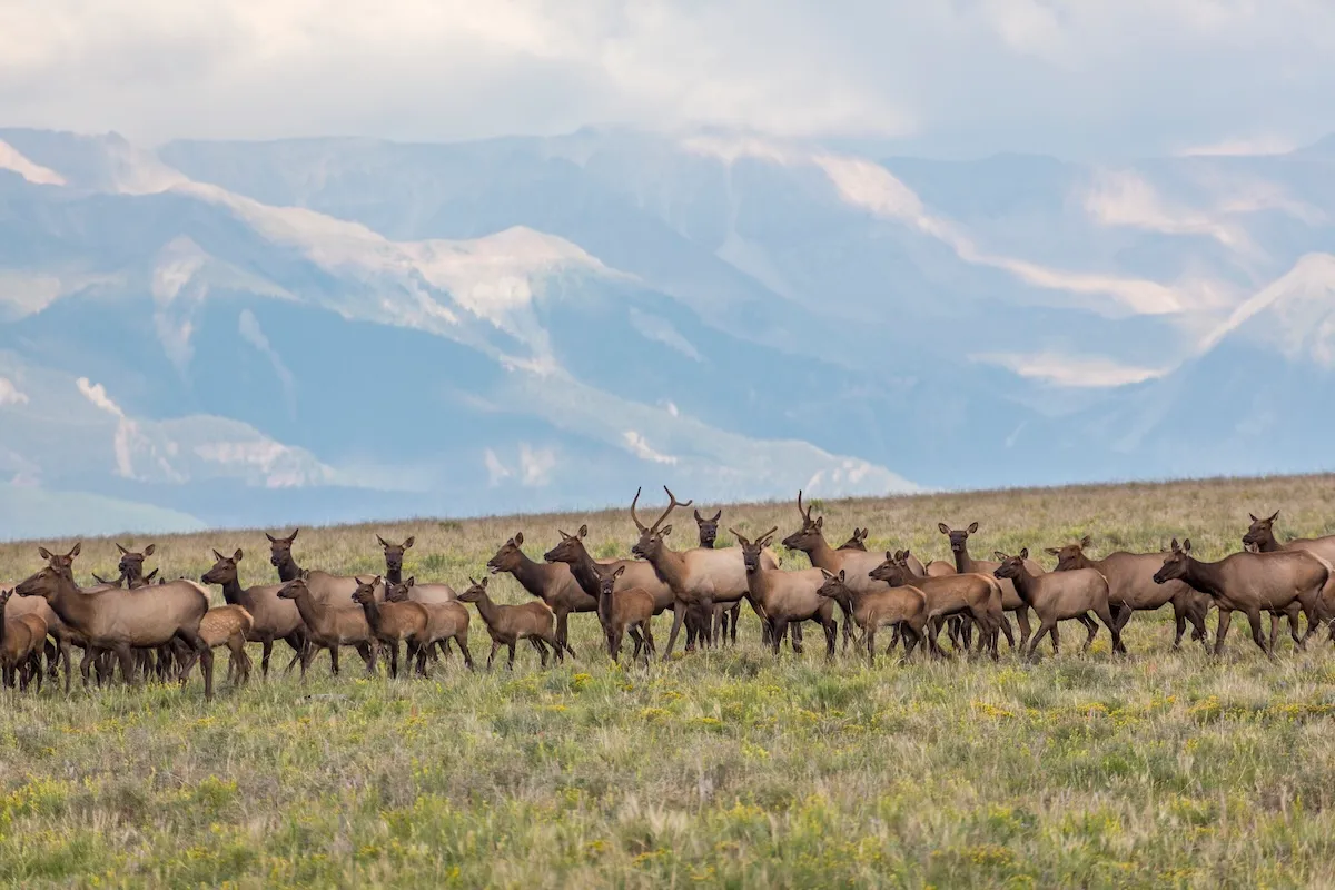 ‘Average Drive in Evergreen’: Elk Play on Colorado Soccer Field