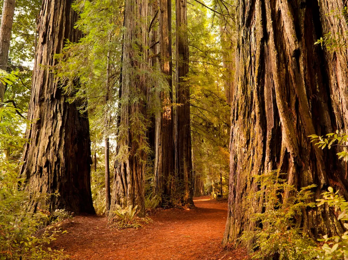 Man Arrested for Stealing Old-Growth Redwood From State Park