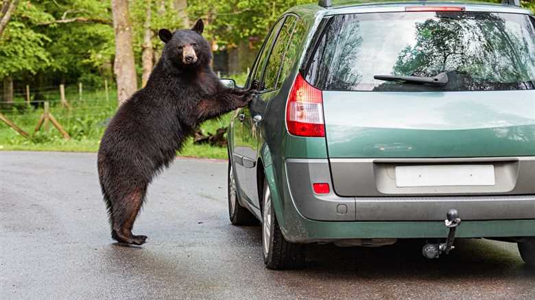 WATCH: Black Bear Breaks Into Car, Grabs Bag of Peanuts
