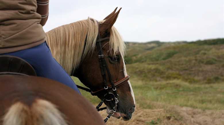 Horseback Rider Finds Speakers Playing Creepy Sounds on Trail