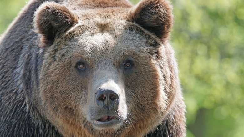 ‘Big-Headed’ Grizzly Bear Makes Appearance on Trail Cam (Video)