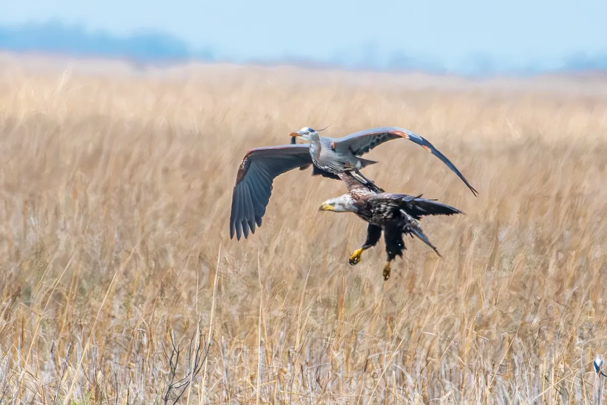 Bald Eagle vs. Great Blue Heron: A Marina Showdown
