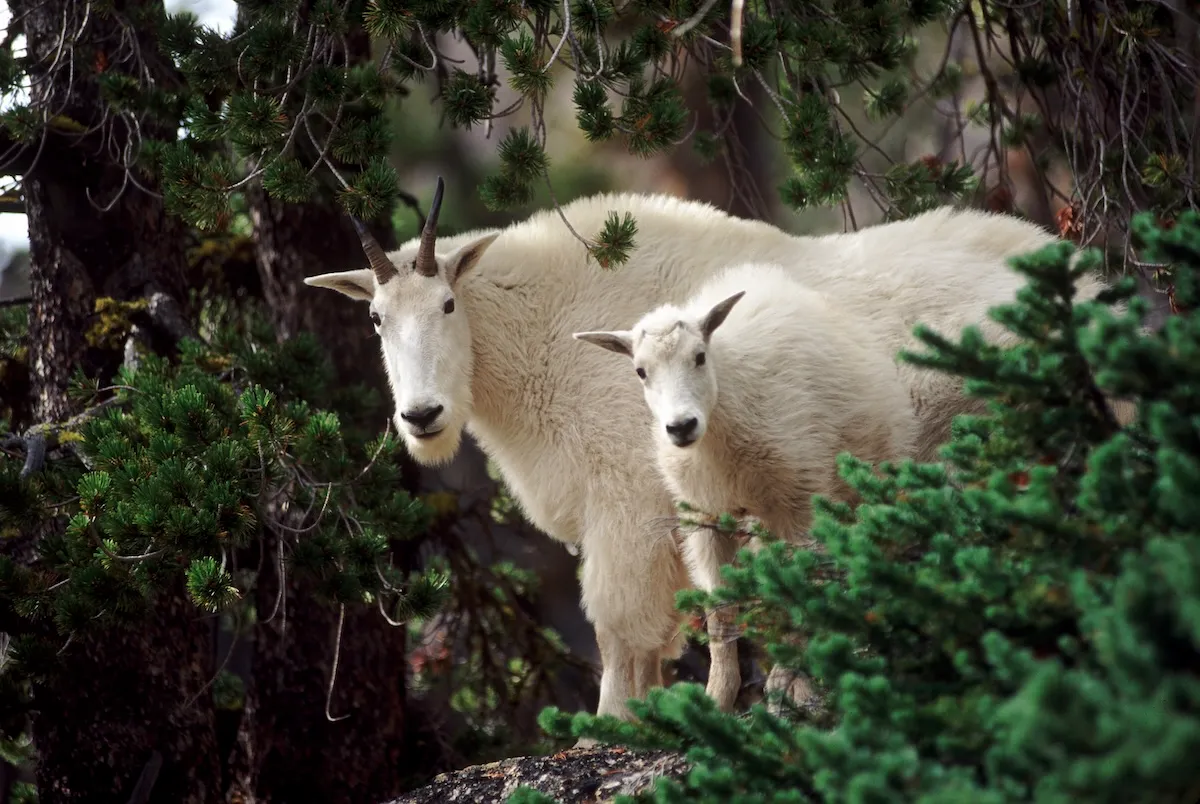 Mountain Goat vs. Hikers at North Cascades National Park (Video)