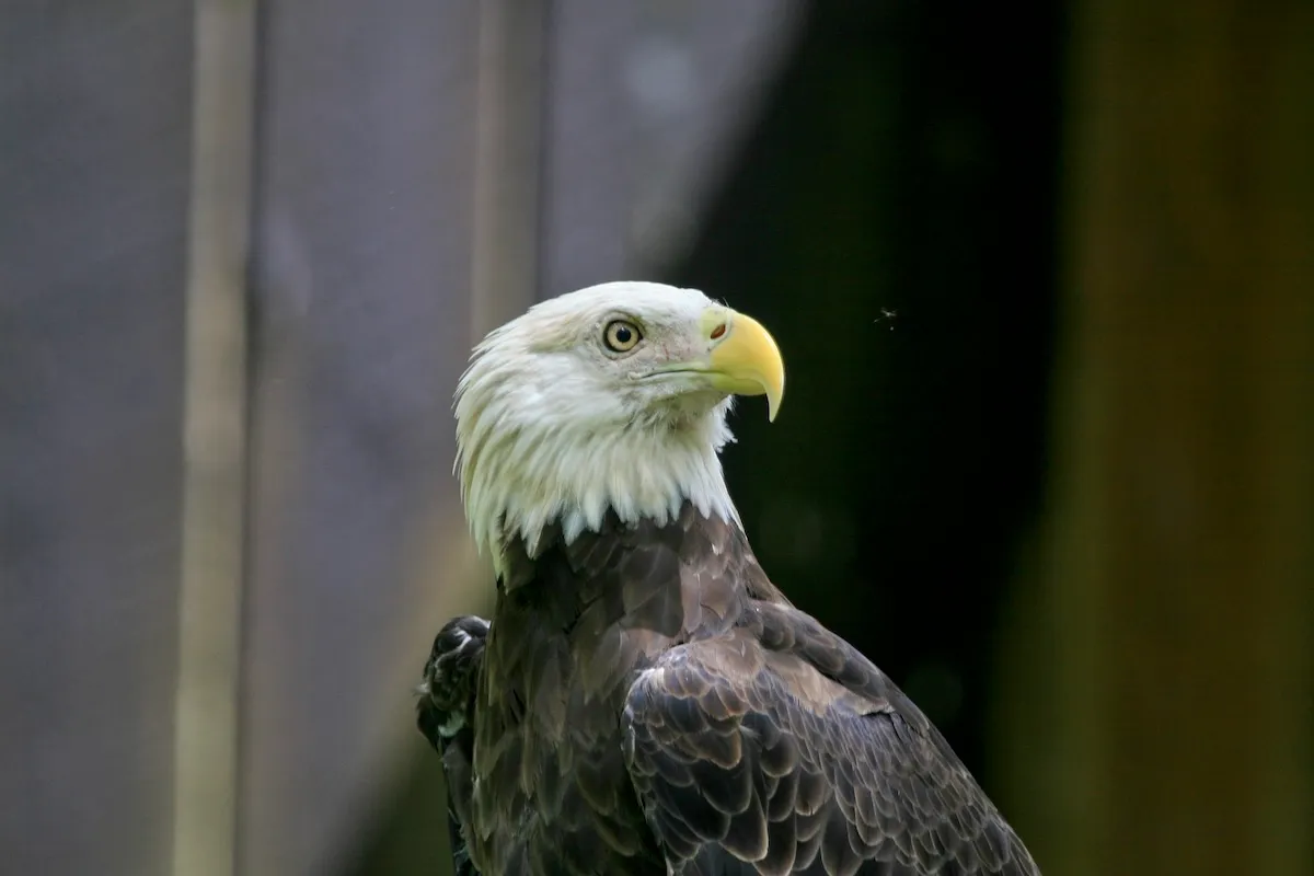 Famous Bald Eagle, Jackie, Injured and in ‘Critical’ Condition