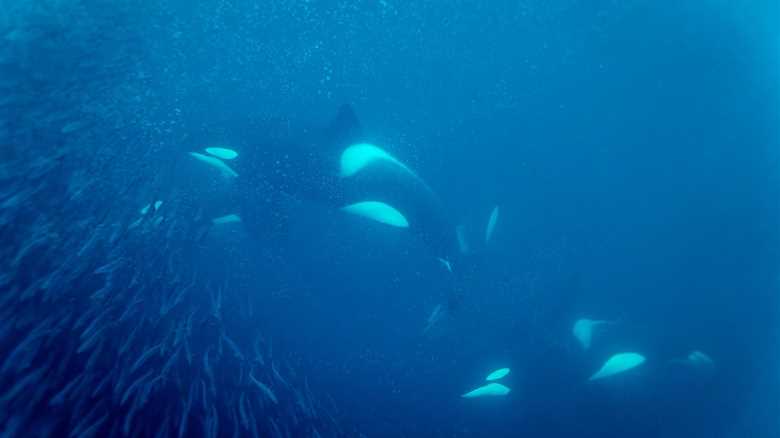 Footage Shows Orcas ‘Pulverizing’ a Sunfish by Ramming Into It