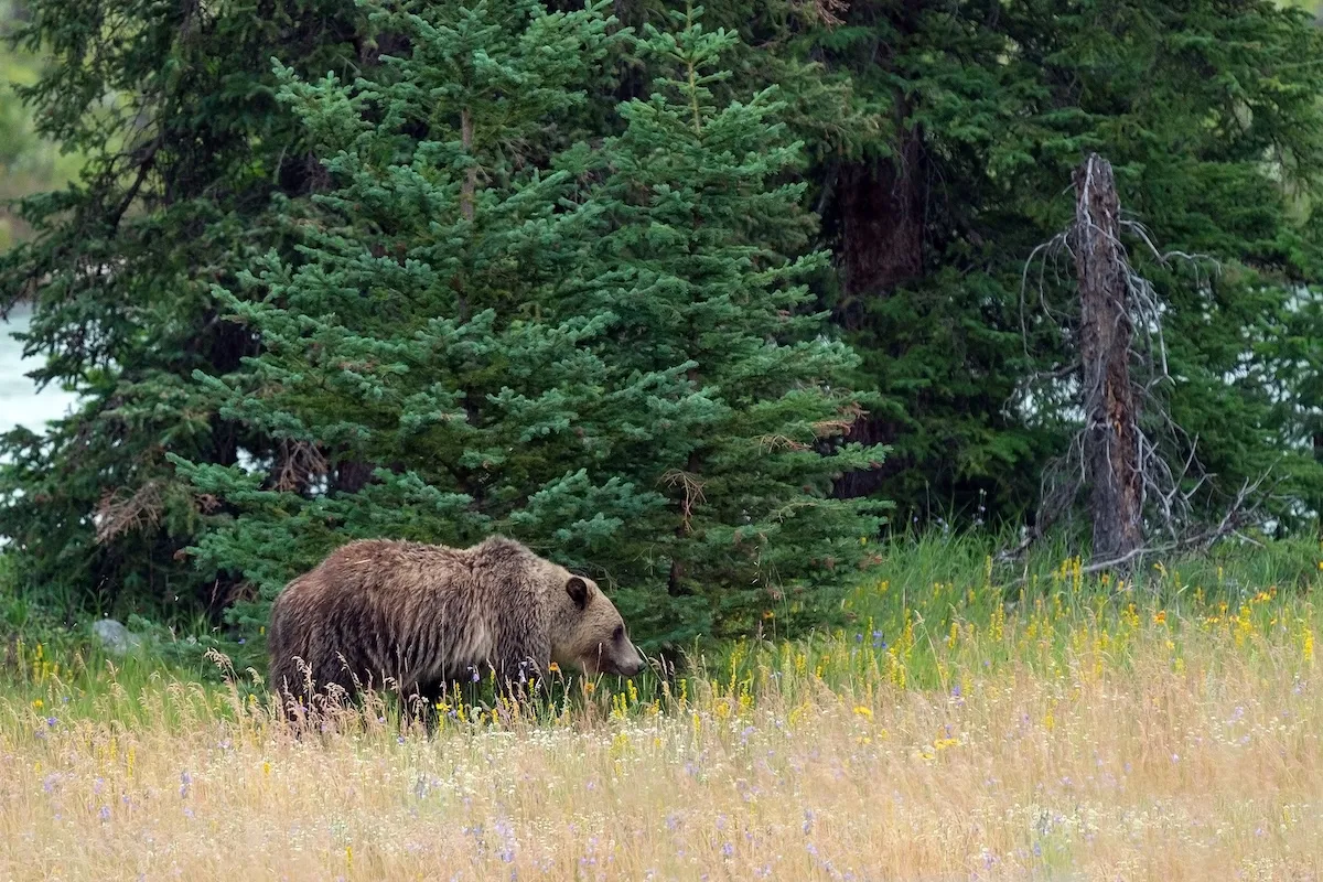 Terrifying Encounter With Bear on Banff Hiking Trail (Viral Video)