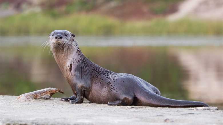 WATCH: Rare Video of Otters in Arizona’s Salt River