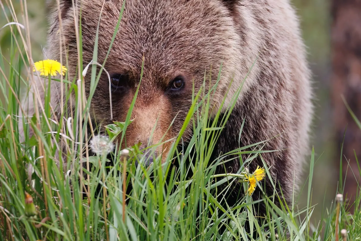 bear moose jasper lake