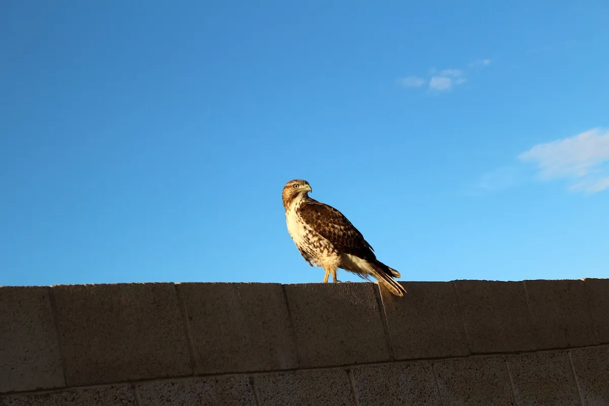 hawk squirrel
