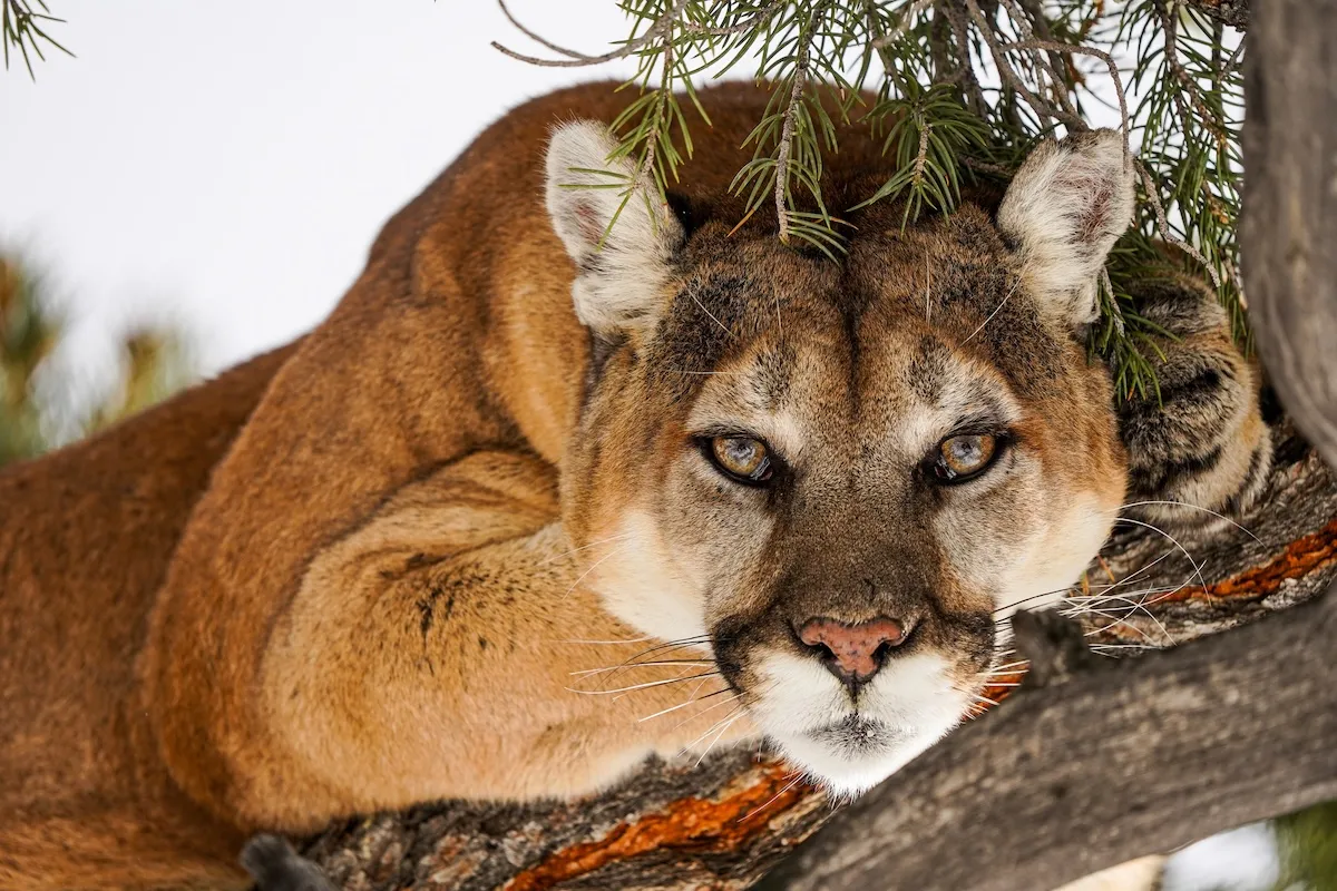 Mountain lion encounter