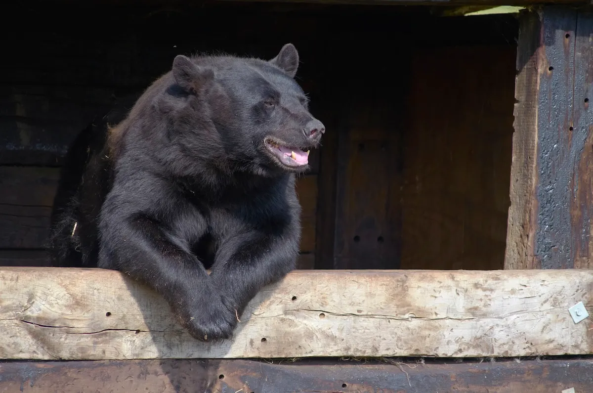 bear kitchen window