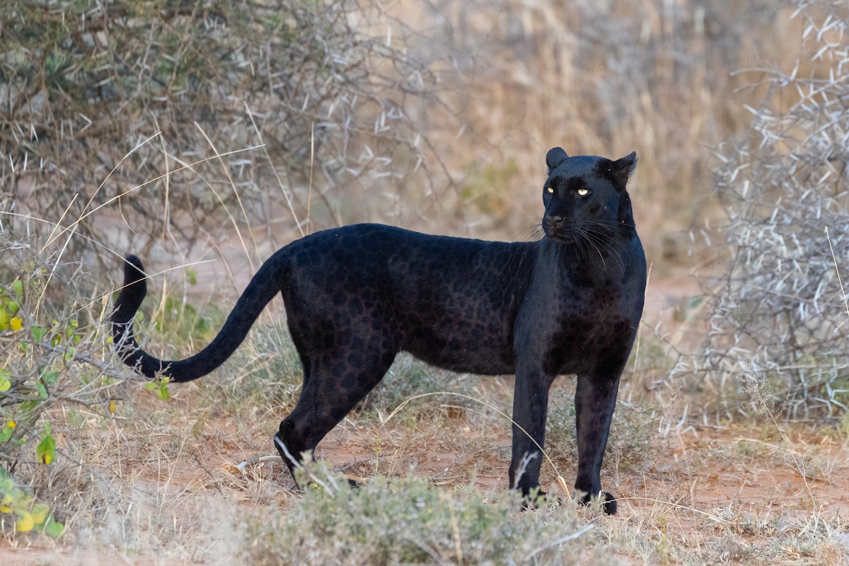 black leopard trail cam