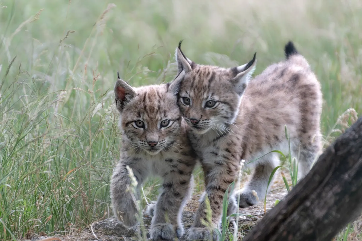 lynx kittens trail cam