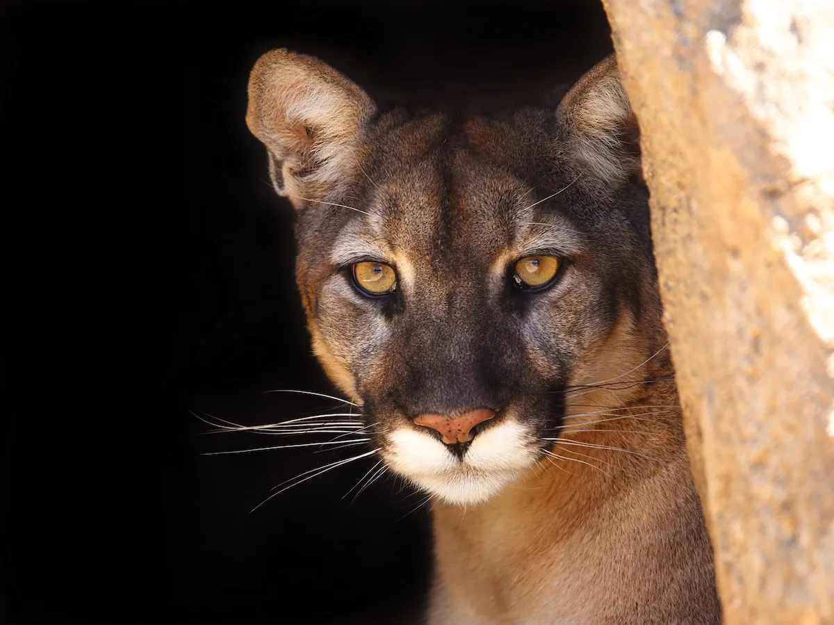 mountain lion hikers