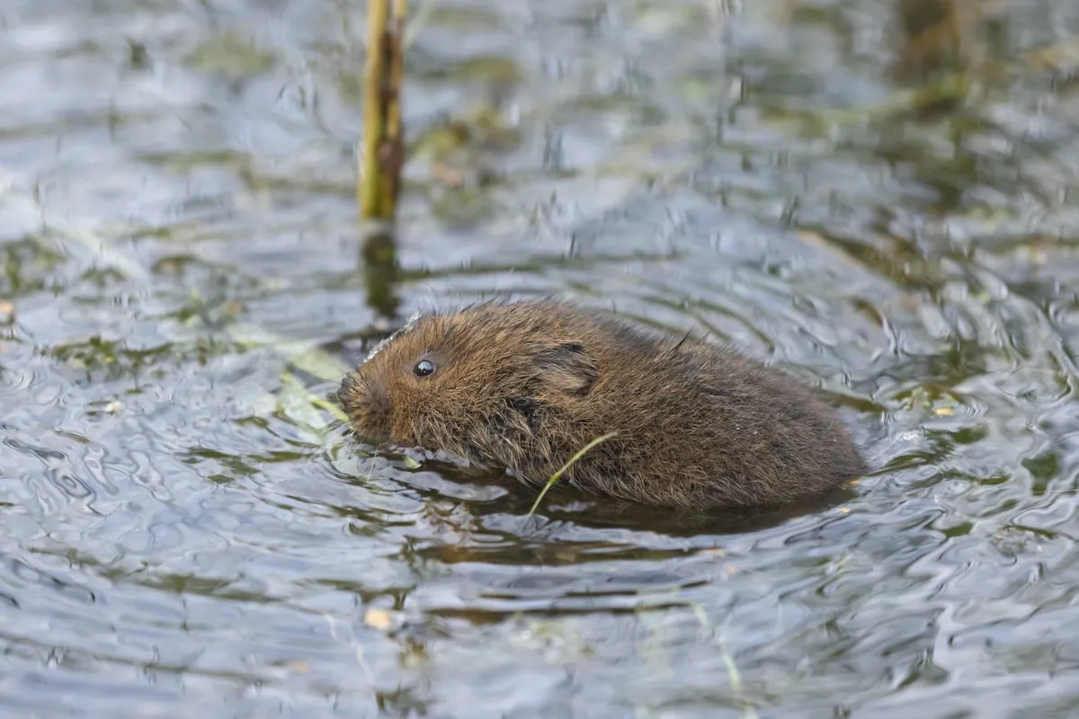 dog rodent lake