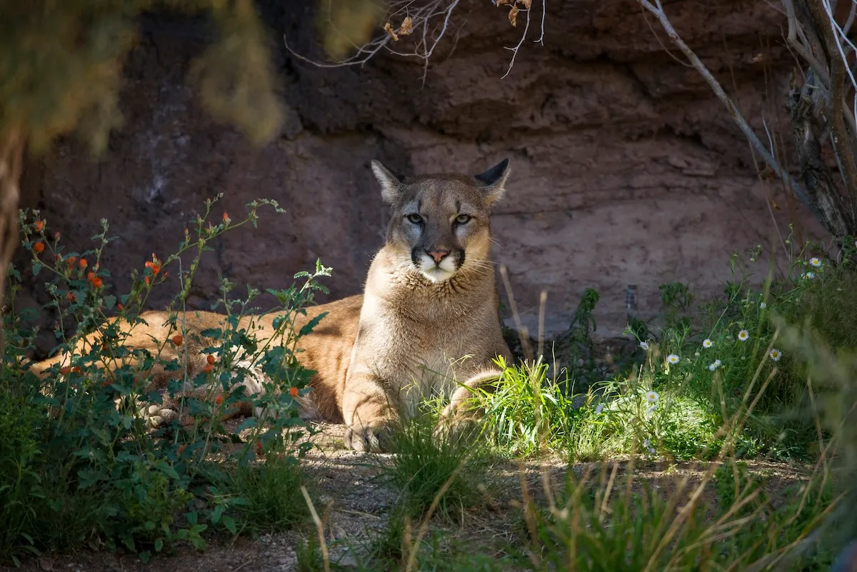 mountain lion staring