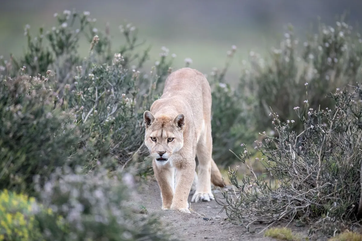 puma skunk