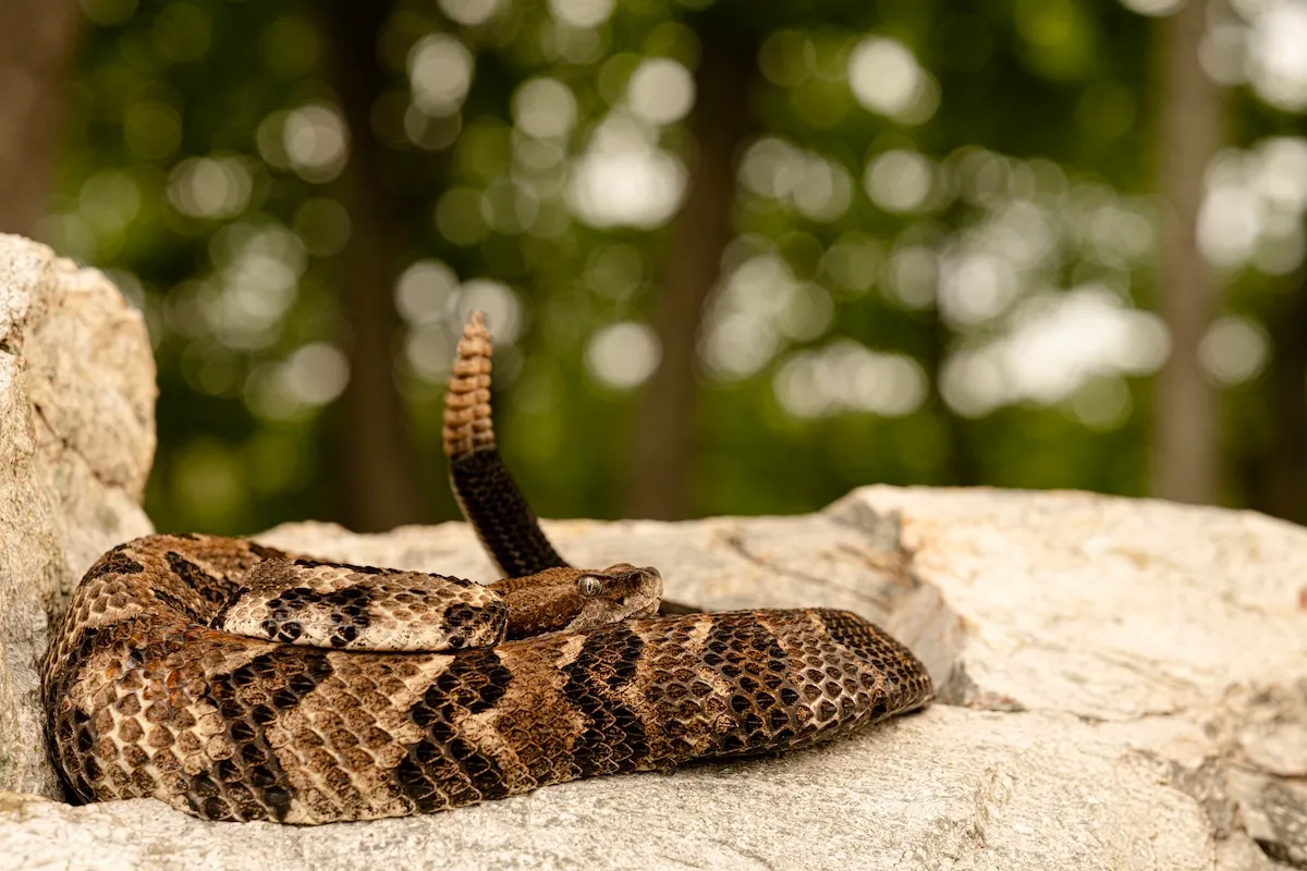 rattlesnake golf course florida