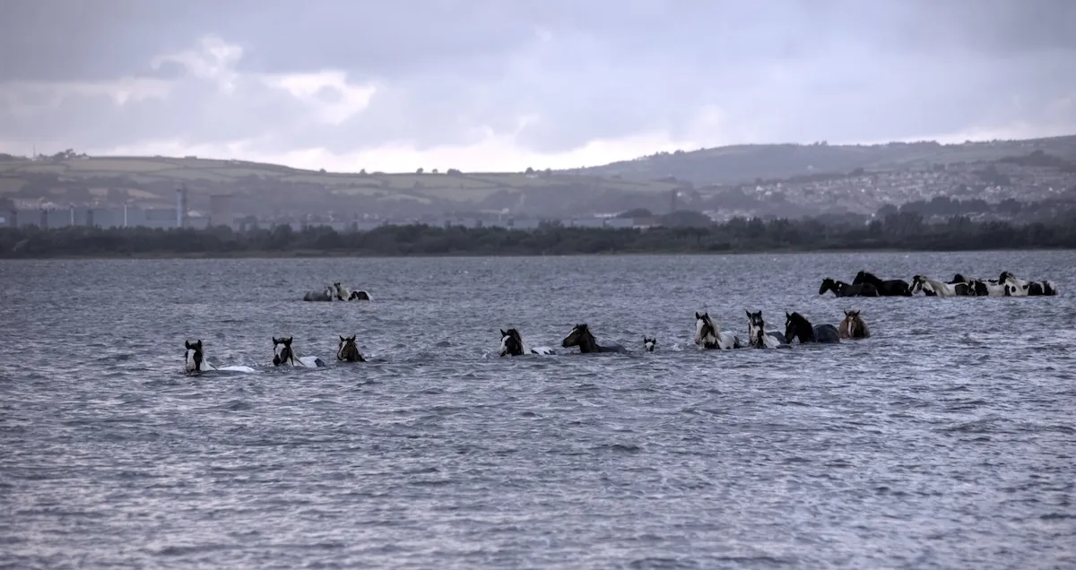 150 Wild Ponies Swim Across Channel in Virginia (Video)