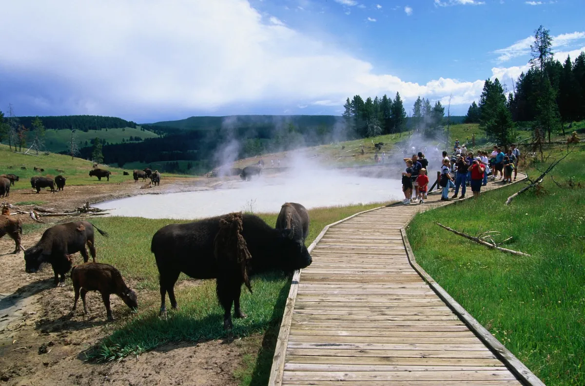 WATCH: Child Has Close Call With Bison at Yellowstone