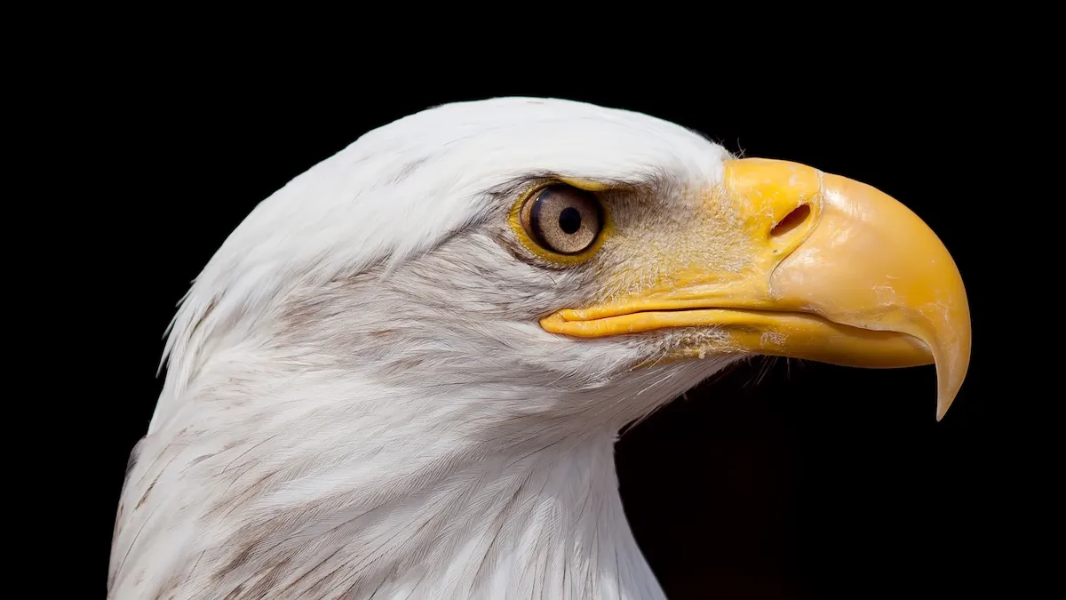 Famous Bald Eagle, Jackie, Takes Turn for Worse in Wildlife Rehab