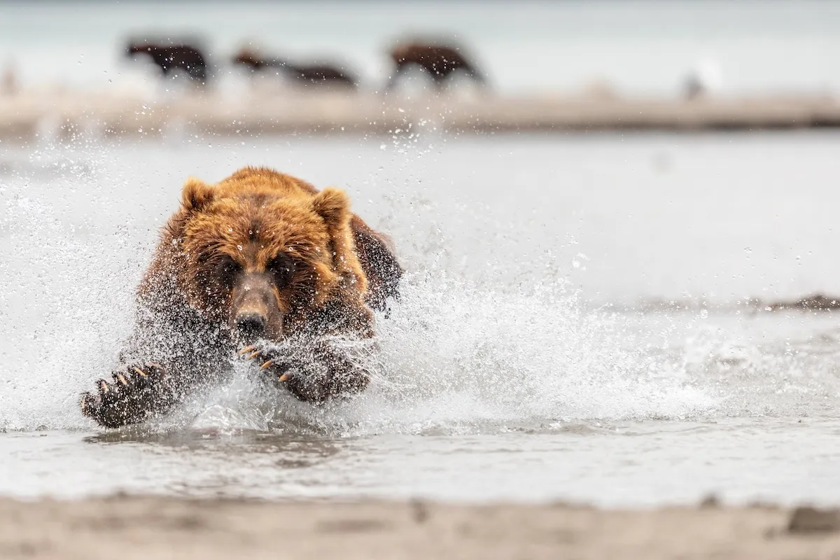 WATCH: Bear Chases Moose Calf in Alaska