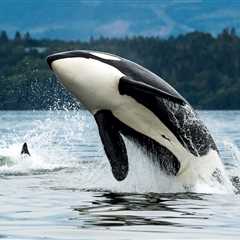 Orcas Show up in Triathlon’s Swim Course After Athletes Exit