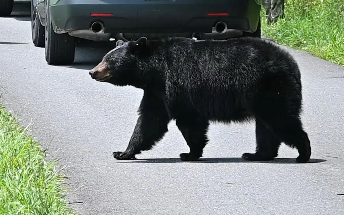 Black Bear Breaks Into Colorado Vehicle, Gets Stuck