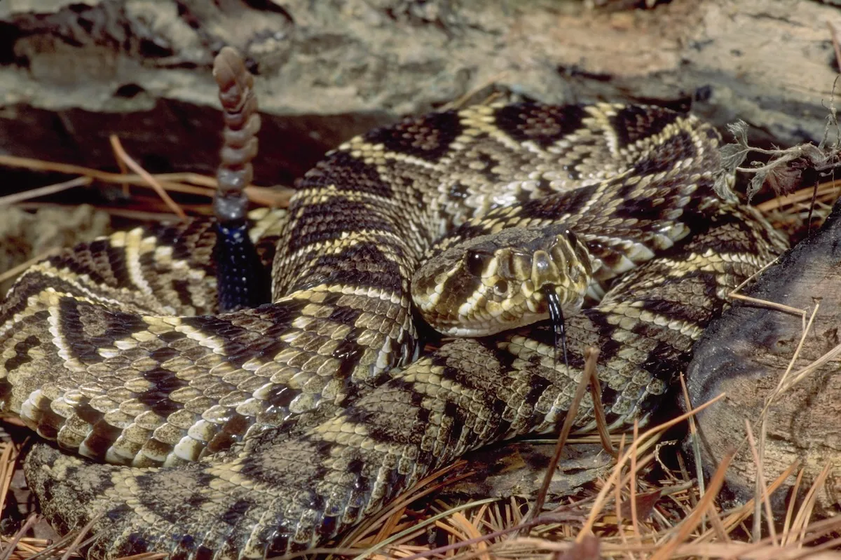 PSA: Rattlesnakes Can Swim, So Watch Where You Wade