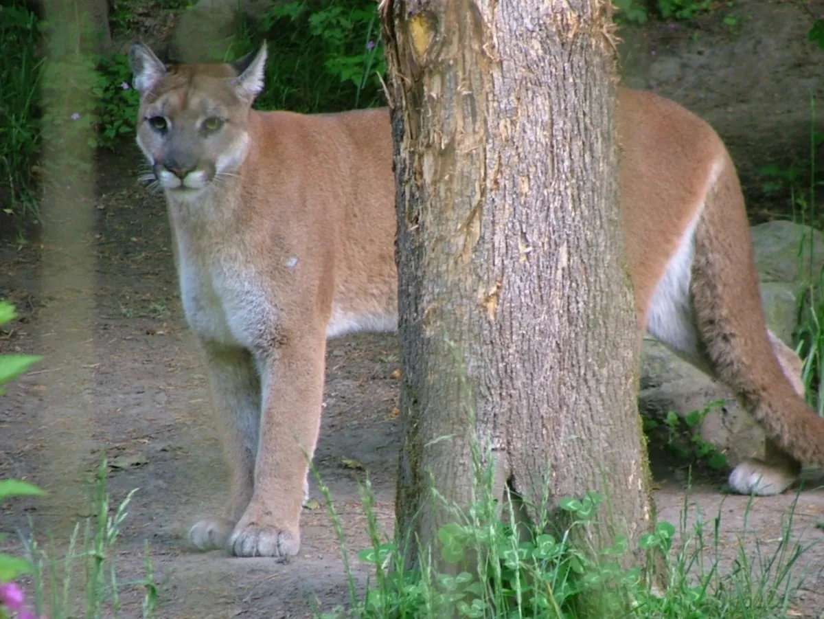 Mountain Lion Removes Tranquilizer Dart, Chews and Spits It out