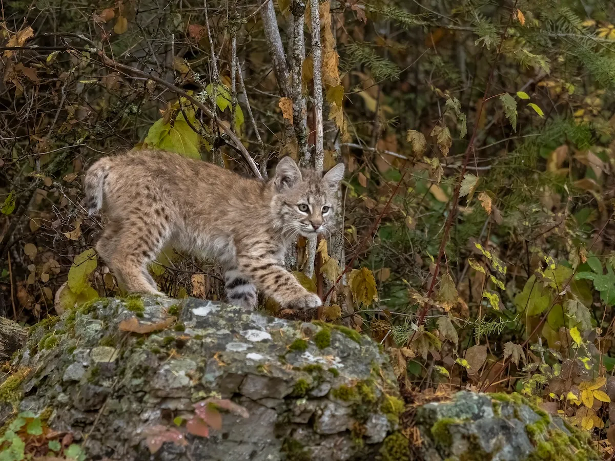 Sound on: Bobcat Kittens Get the Zoomies in Front of Trail Cam
