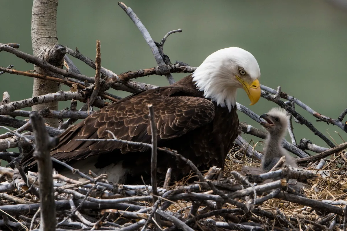 ‘Soar Free, Jackie’: Beloved Bald Eagle Has Died in Wildlife Rehab