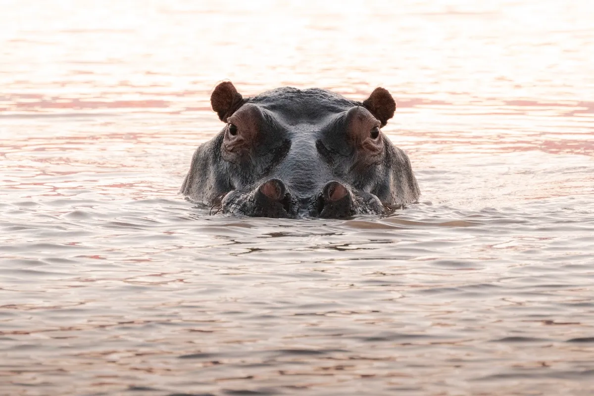 Hippo Charges at Safari Boat in Botswana (Viral Video)
