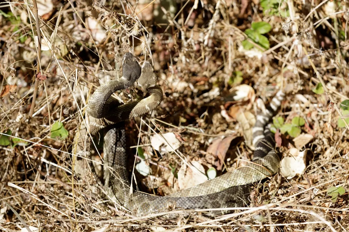 WATCH: Two Rattlesnakes Battle in Los Angeles Park