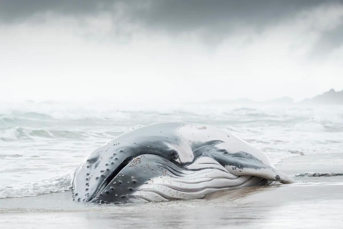Mother/Daughter Team Helps Keep Stranded Whale Alive